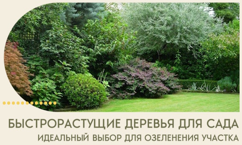 Быстрорастущие деревья для сада идеальный выбор в Ульяновске
