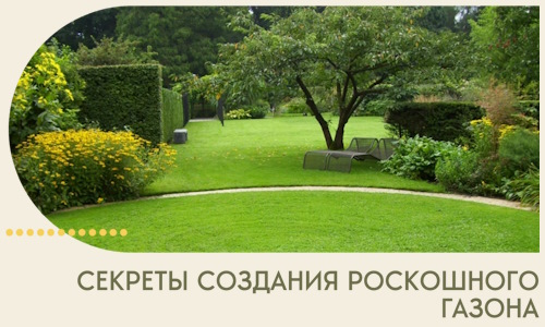 Секреты создания роскошного газона в Ульяновске